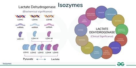 Isozymes .